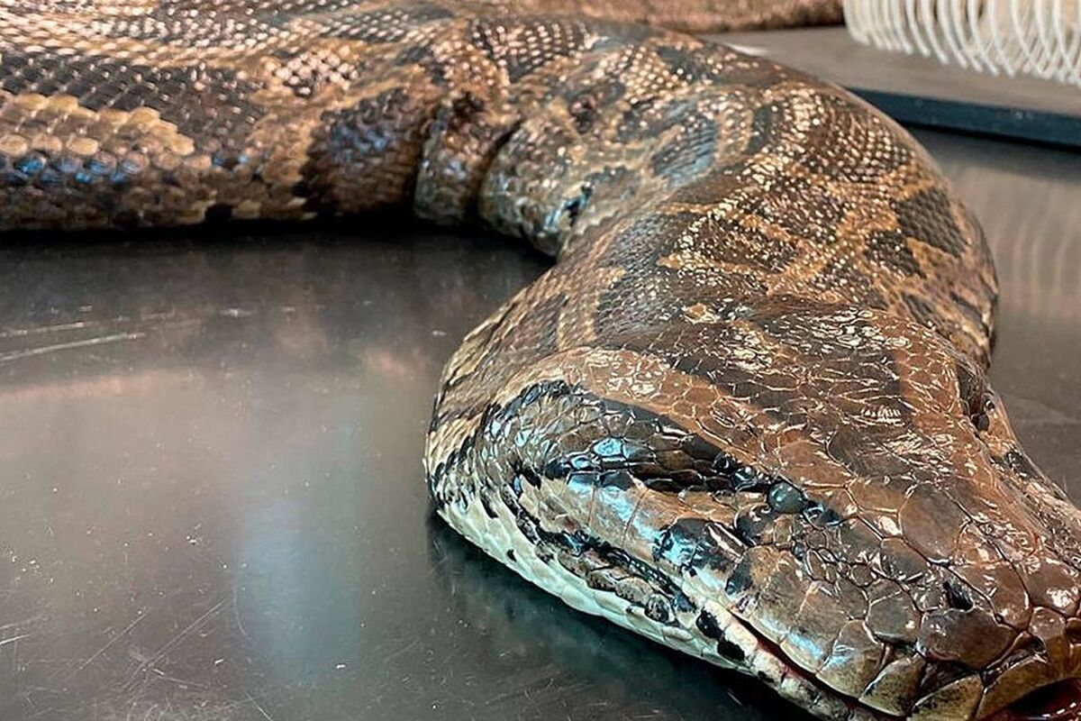 Python和C
