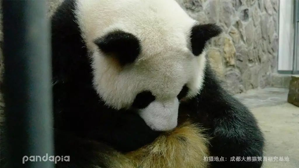 使用大熊猫优化，解锁网站推广的无限潜力 (大熊猫绩优)