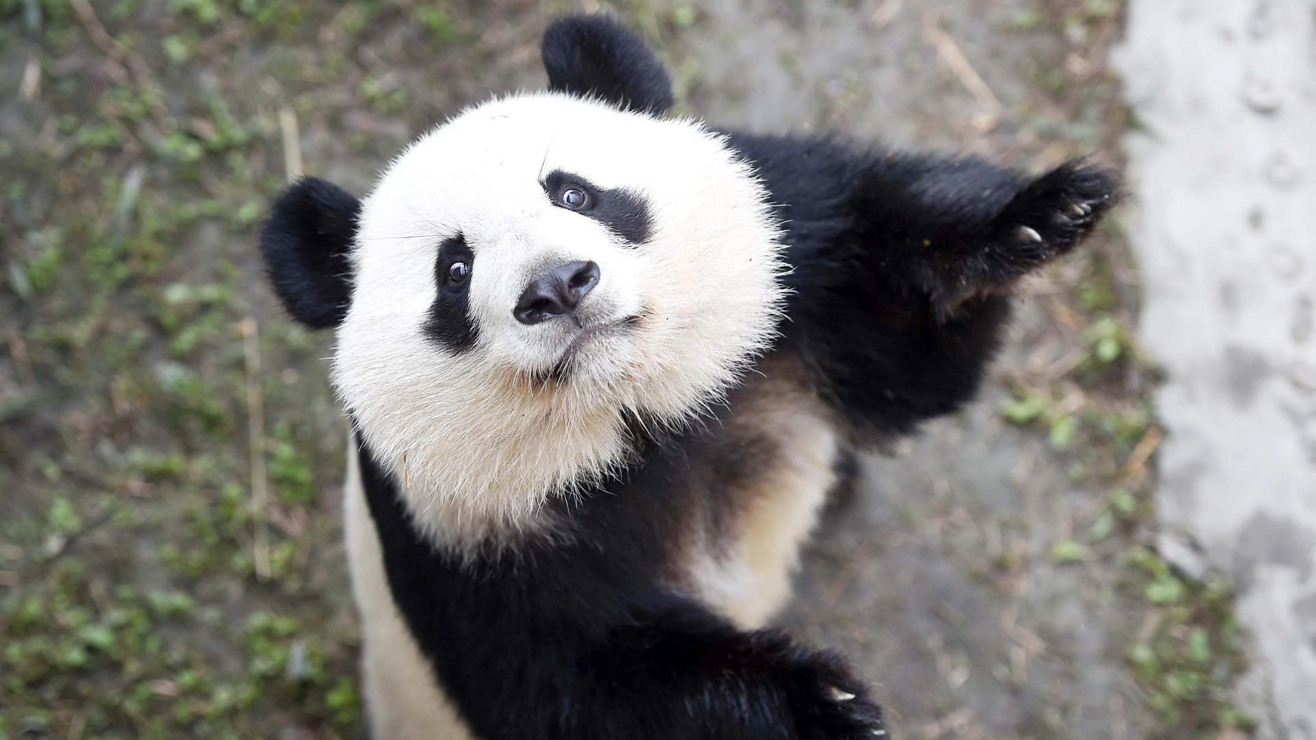 掌握大熊猫网站优化技巧，实现业务增长 (大熊猫网网)