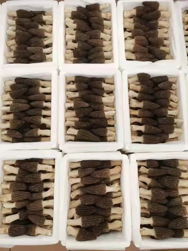 引领昆明线上市场：优化您的网站、提升搜索排名并建立强大的社交媒体形象 (昆明如何线上营销)