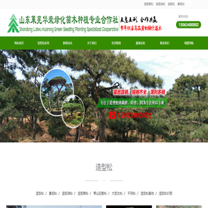 景观松,造型松,造型油松,造型黑松