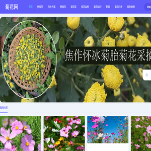 菊花网