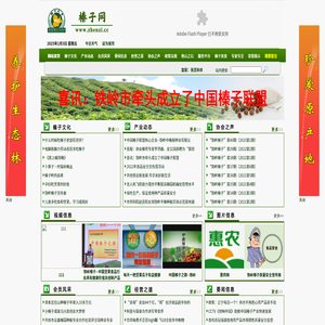榛子网