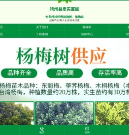 靖州杨梅树苗批发