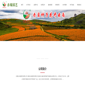 赤峰万寿菊杂交种子（色素）内蒙古赤峰赤菊园艺有限公司