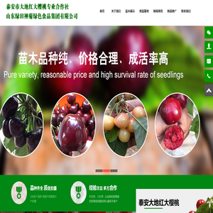 大樱桃苗