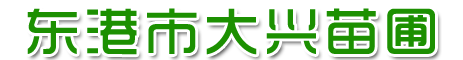 丹东玉兰
