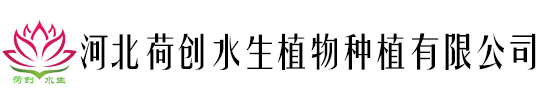 河北荷创水生植物种植有限公司